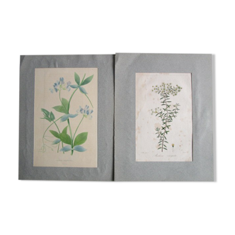 Set of 2 old botanical engravings to frame