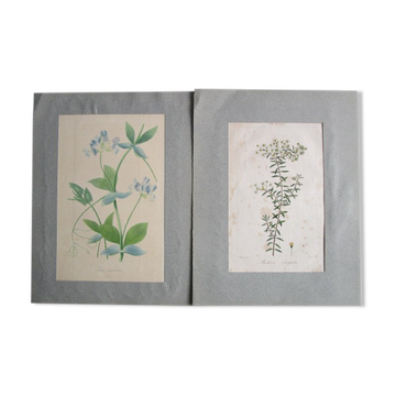 Set of 2 old botanical engravings to frame