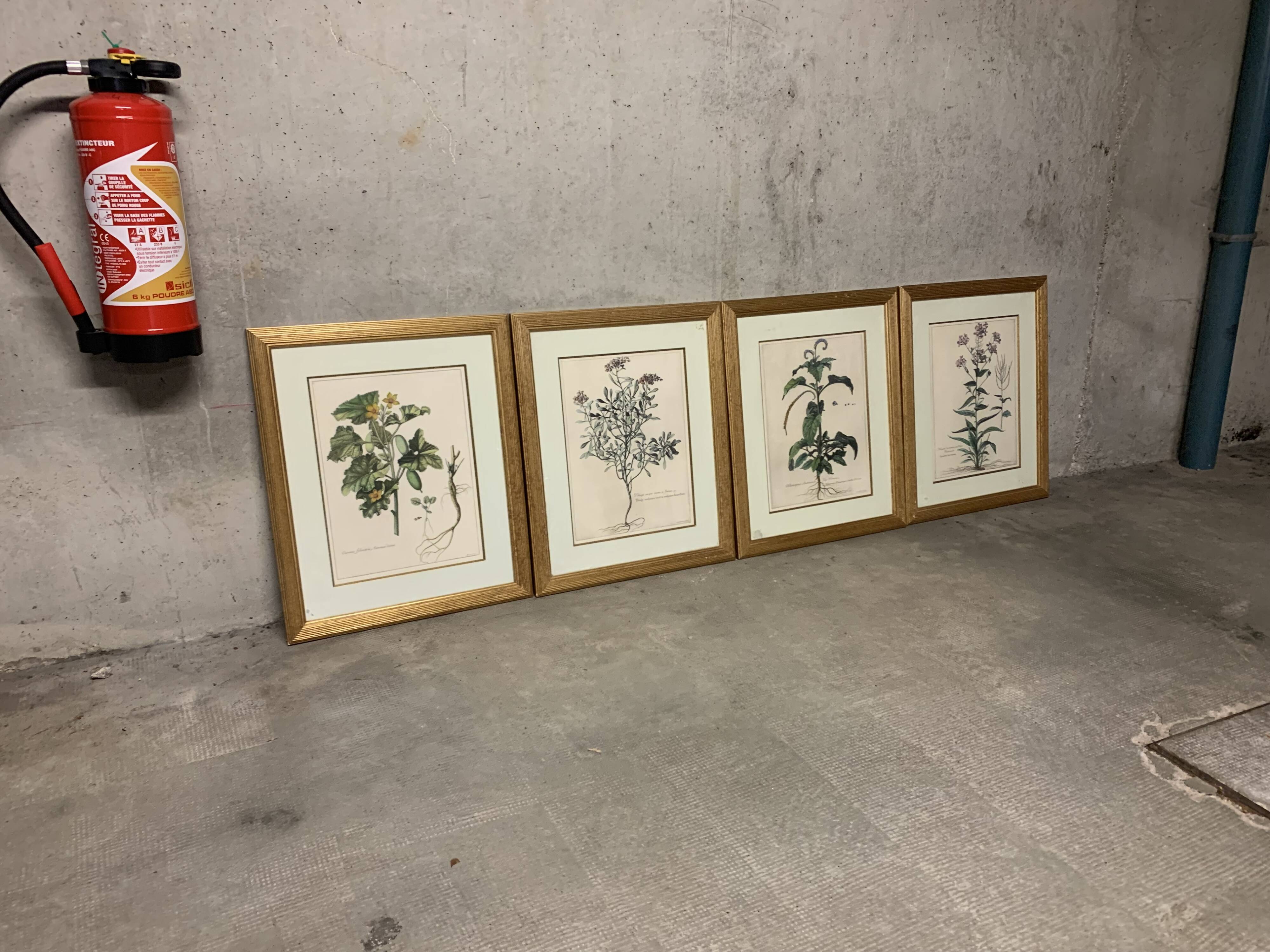 Lot of Paintings Botanical Engravings Old Vintage Herbariums