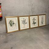 Lot of Paintings Botanical Engravings Old Vintage Herbariums