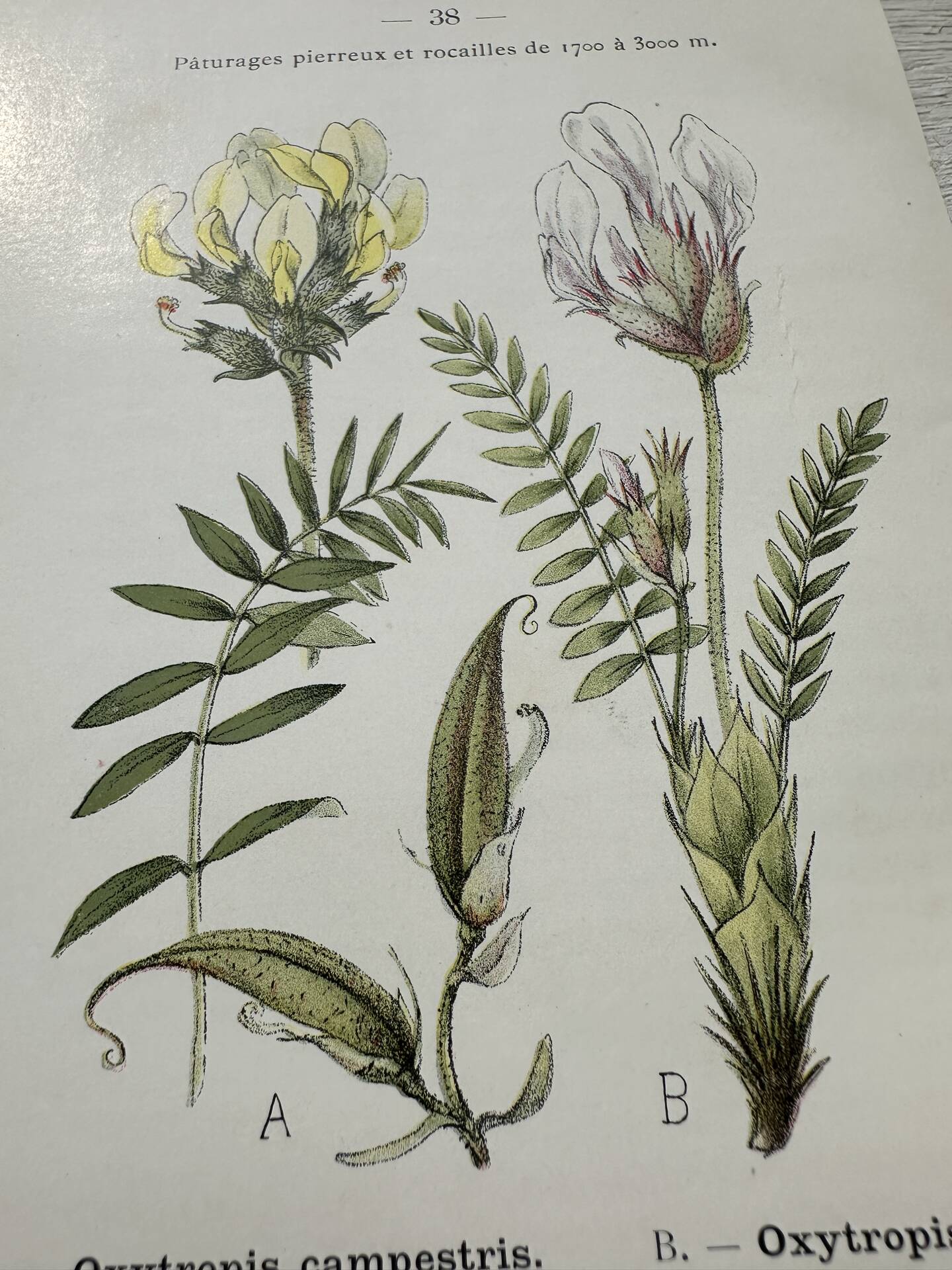 Botanical Plate 1800 Old Naturalist Engraving 19th Century Double-Sided