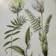Botanical Plate 1800 Old Naturalist Engraving 19th Century Double-Sided