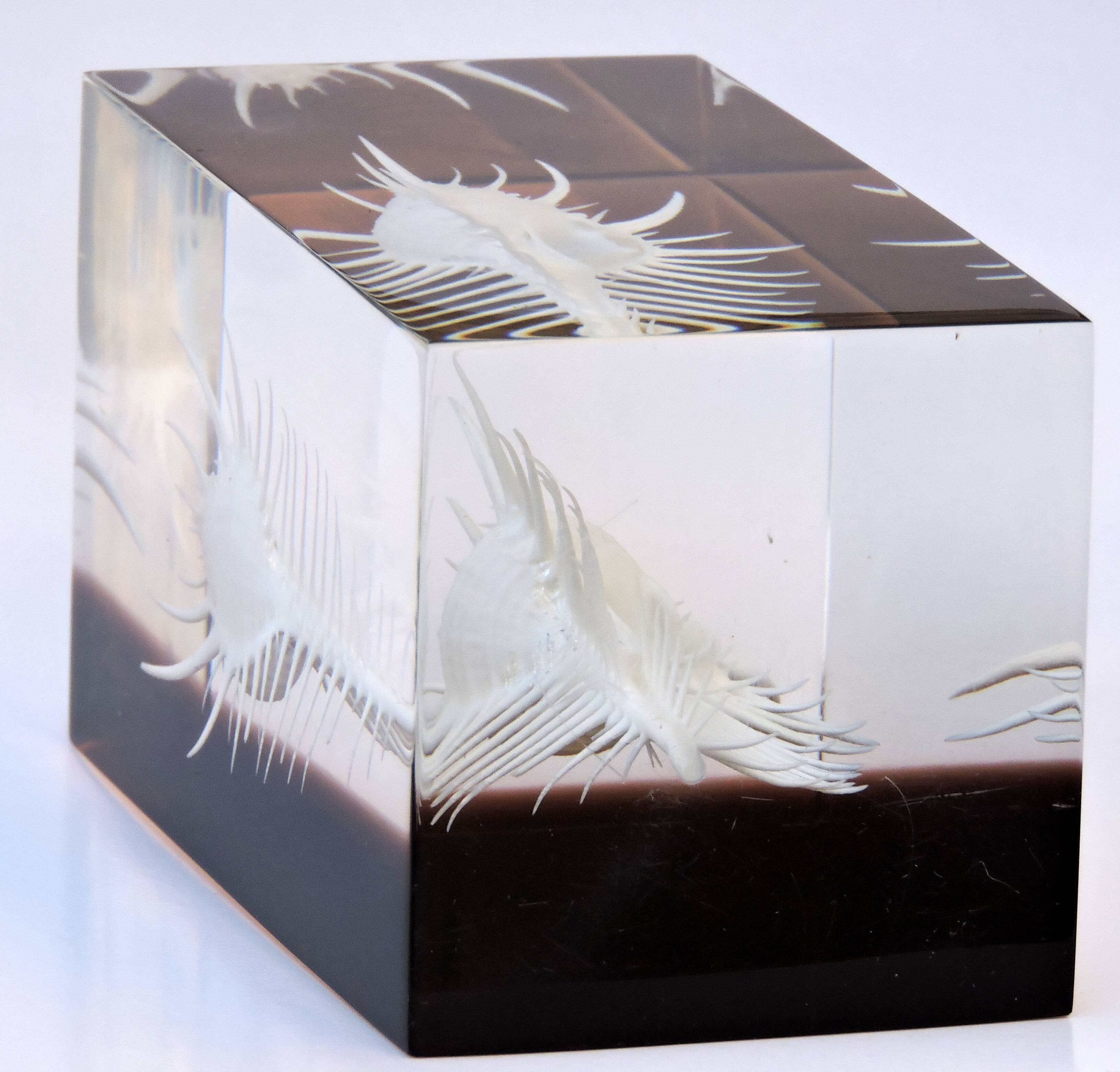 INCLUSION Vintage RESIN SHELL MUREX curiosity cabinet