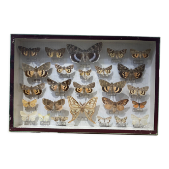 Boîte entomologie papillons