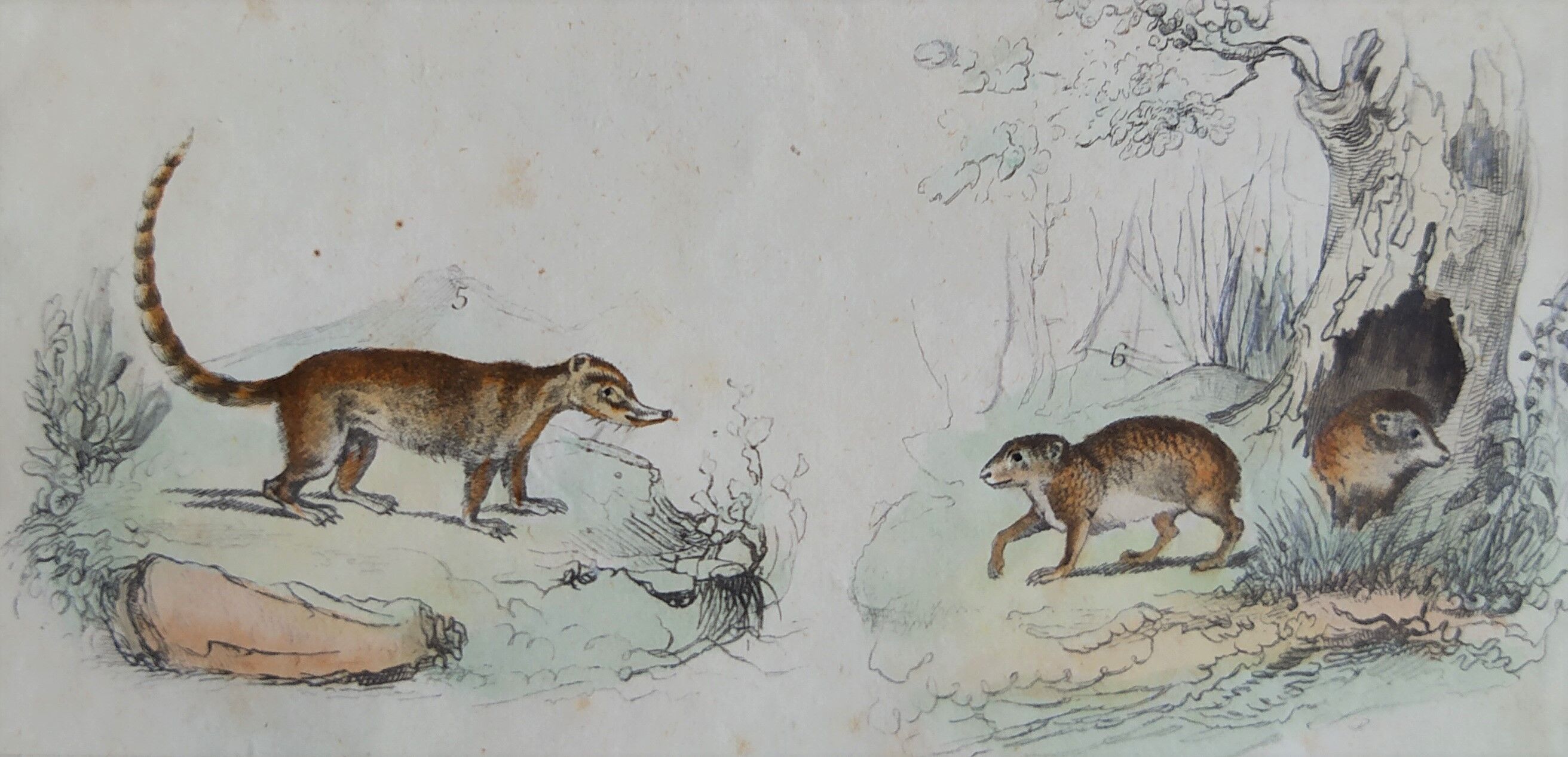 Original zoological board " raton, crabier, raton crabier,... - buffon 1838