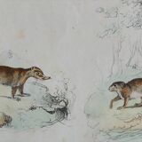 Original zoological board " raton, crabier, raton crabier,... - buffon 1838