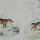 Original zoological board " raton, crabier, raton crabier,... - buffon 1838