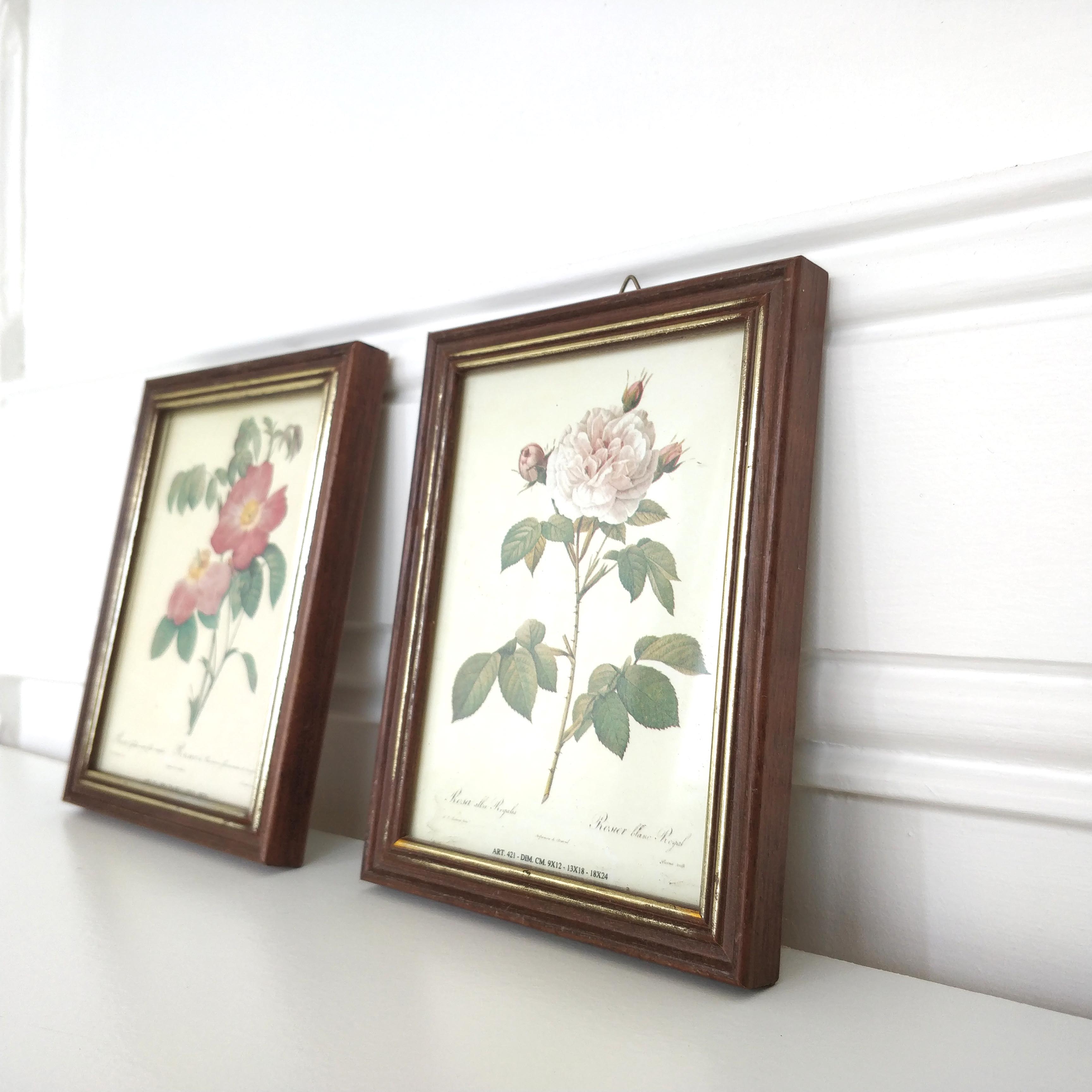 Pair rose illustrations