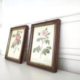 Pair rose illustrations