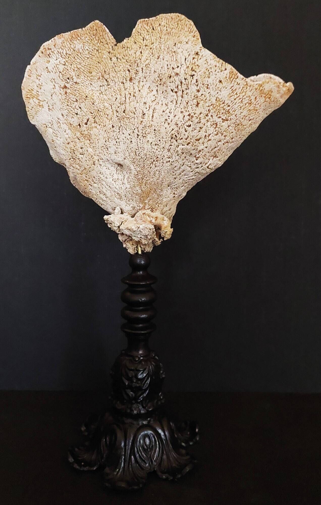 Cabinet of Curiosities sponge carteriospongia foliascens on base