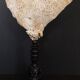 Cabinet of Curiosities sponge carteriospongia foliascens on base