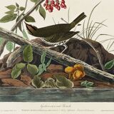 Poster of the Golden-collared Thrush, after an old engraving from 1827.