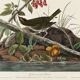 Affiche sur la Grive à collier doré, d’après une gravure ancienne de 1827.
