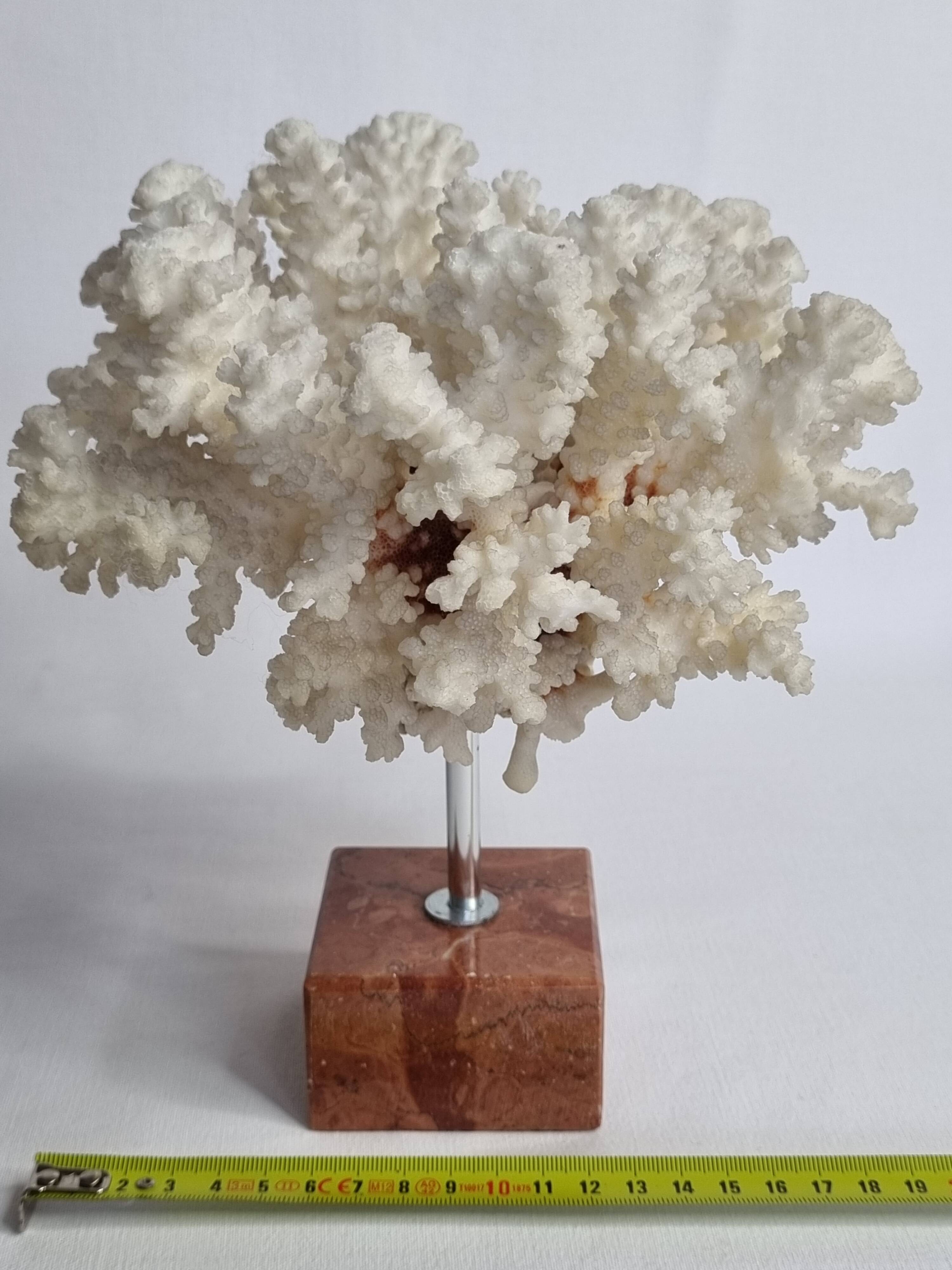 Old white coral on marble base 24 cm
