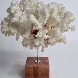 Old white coral on marble base 24 cm