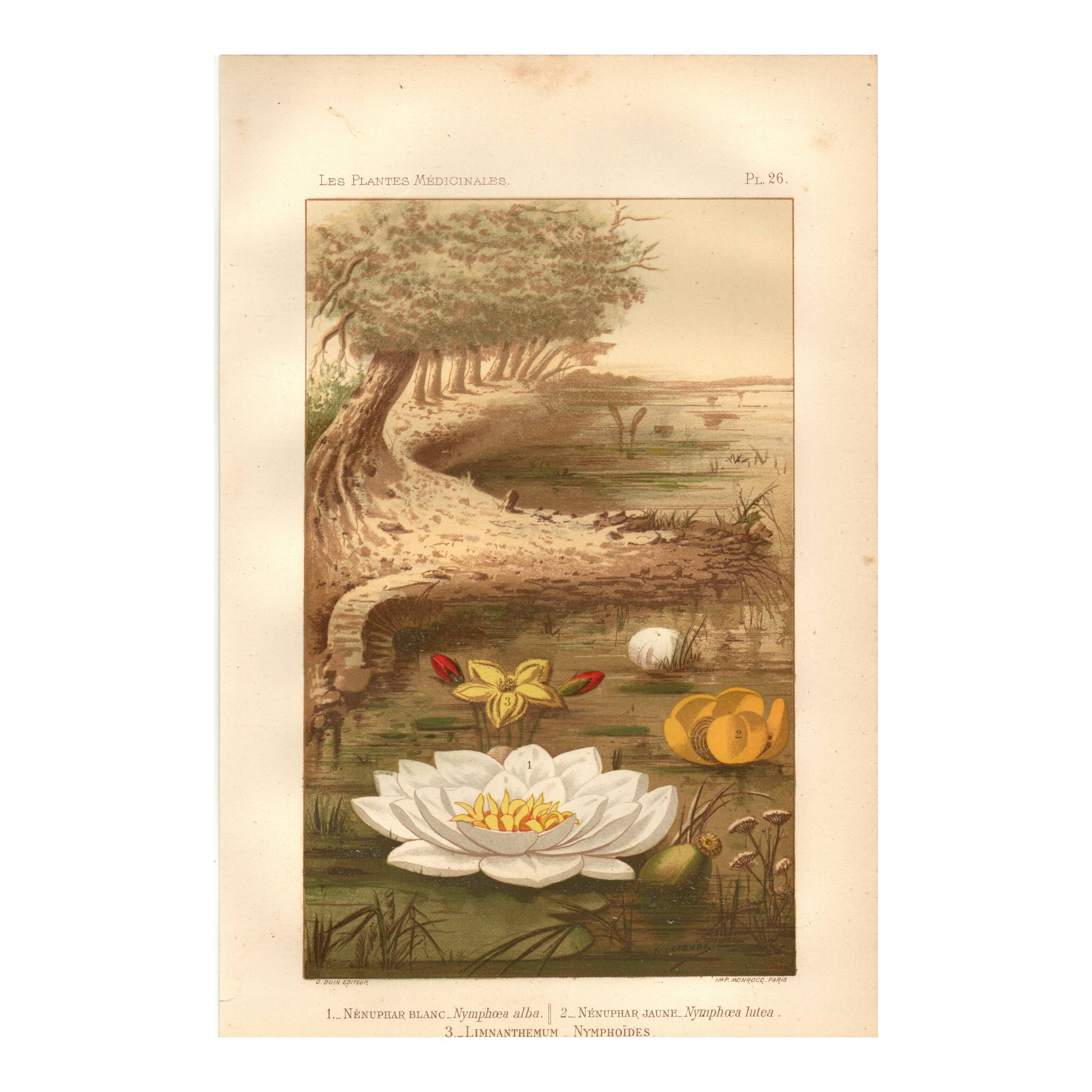 Gravure ancienne de 1889 - Nénuphars aquatiques. Planche botanique vintage