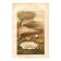 Old engraving from 1889 - Water lilies. Vintage botanical plate.