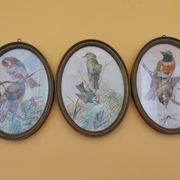 3 tableaux aquarelle peinture oiseaux signé Wolf