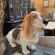 Vintage ceramic dog