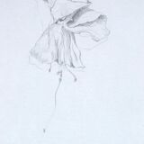 Fuchsia, original drawing
