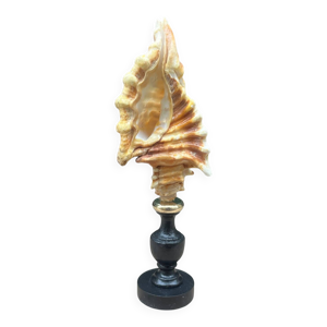 Coquillage Cymatium Lotorium - socle bois