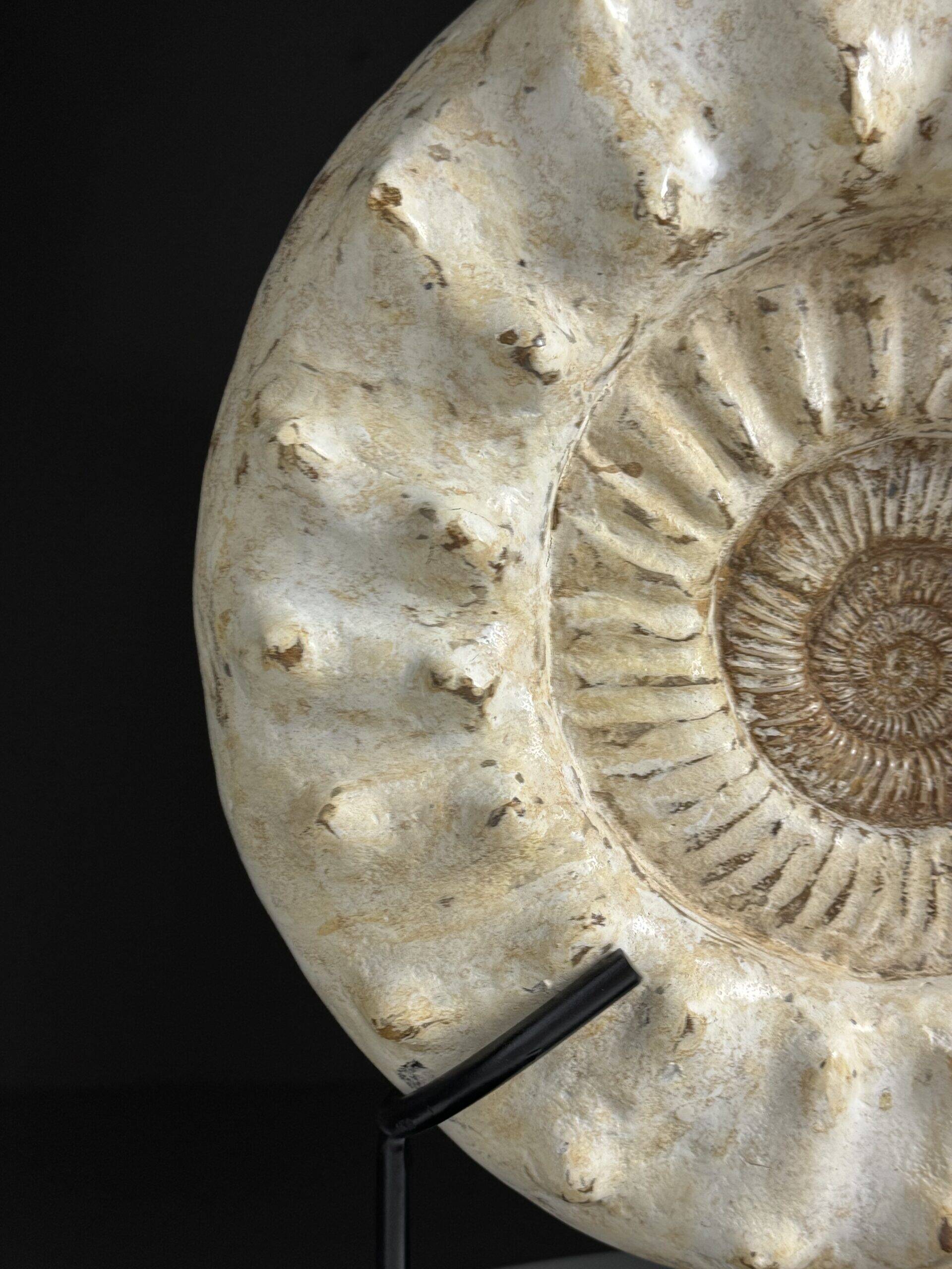 Fossile d'ammonite sur support