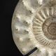 Fossile d'ammonite sur support
