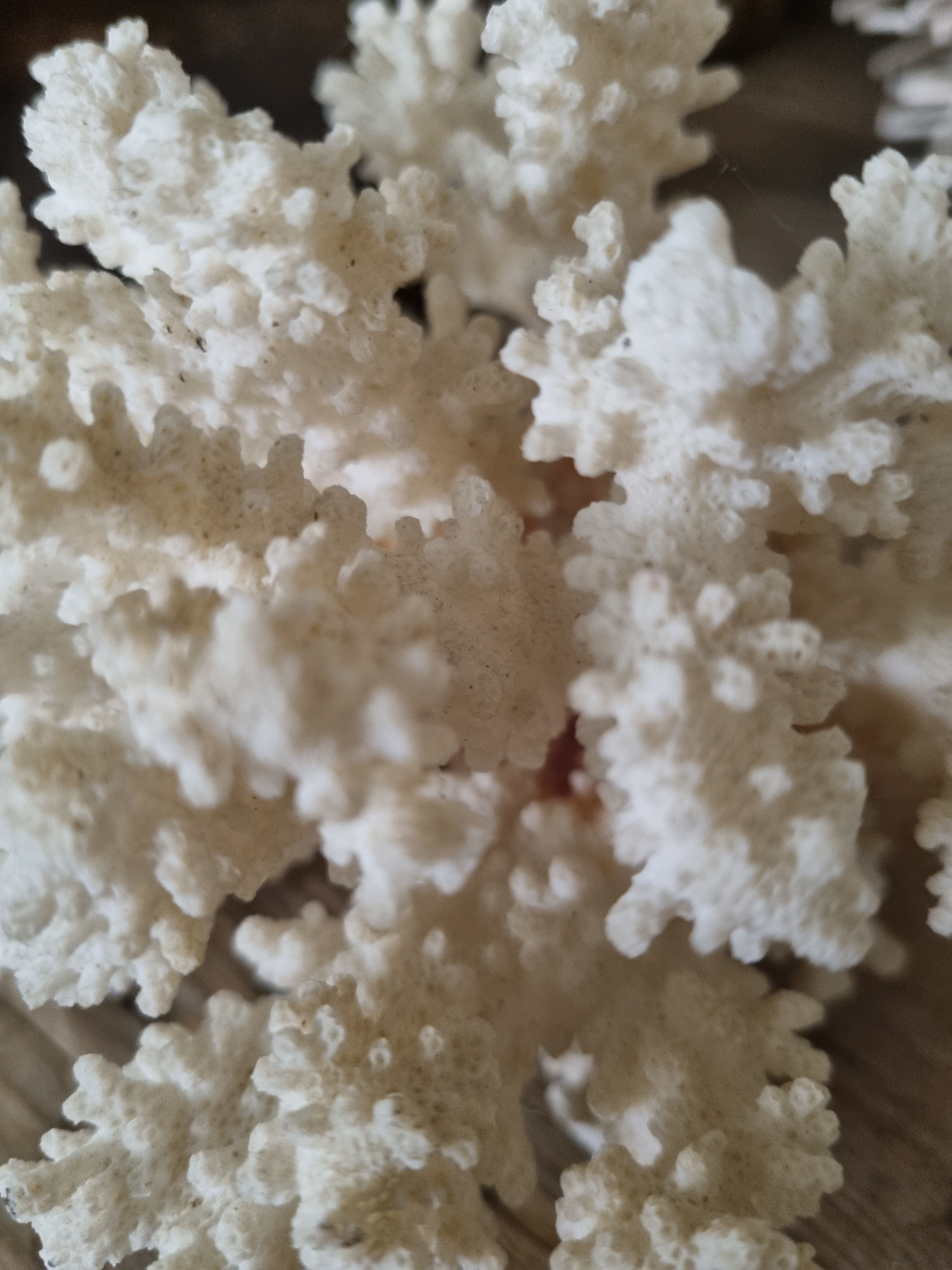 Corail