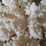 small coral