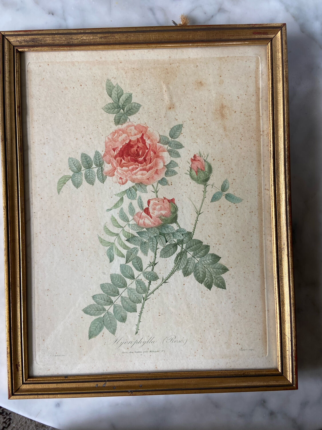 Ancient botanical poster