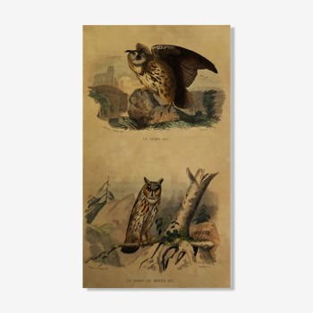Planche ornithologique "le Grand Duc & le Hibou ou Moyen Duc" Buffon 1838