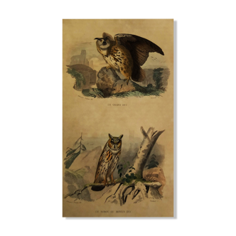 Planche ornithologique "le Grand Duc & le Hibou ou Moyen Duc" Buffon 1838