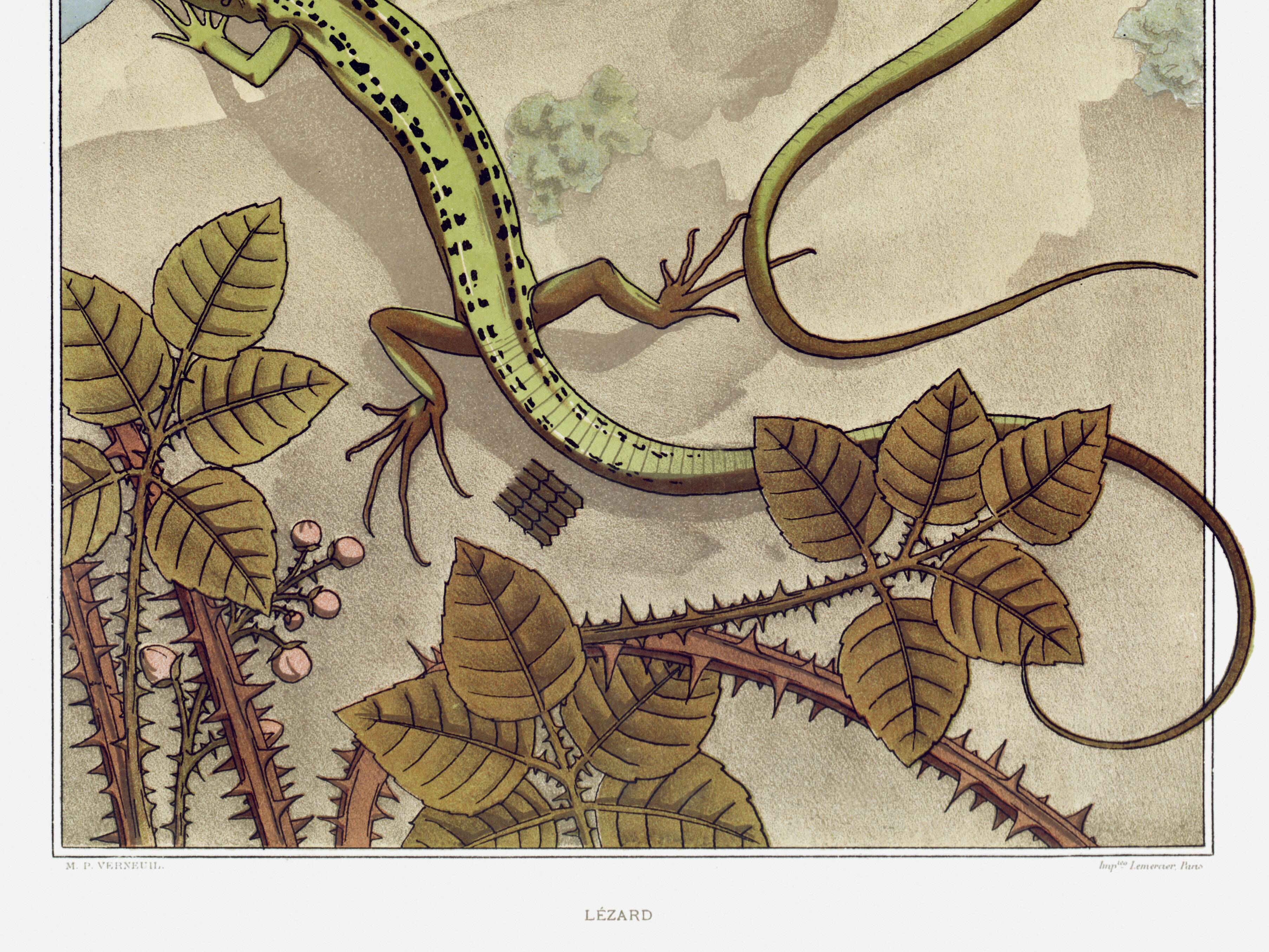 Poster “Lizard”, after an Art Nouveau lithograph from 1897