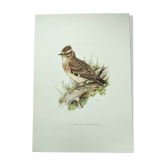 Planche oiseaux ancienne vintage, années 60 -  Alouette Lulu