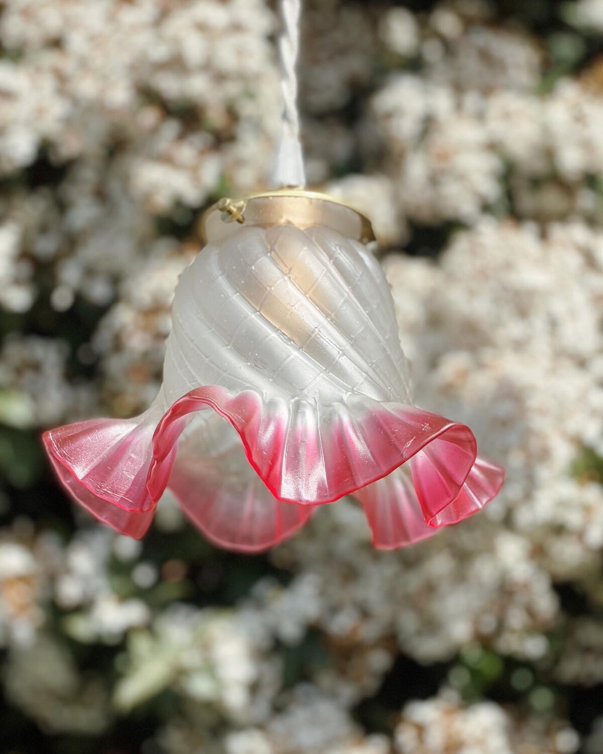 Globe tulip border fushia