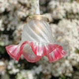 Globe tulip border fushia