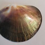 Pair of mother-of-pearl empty pockets