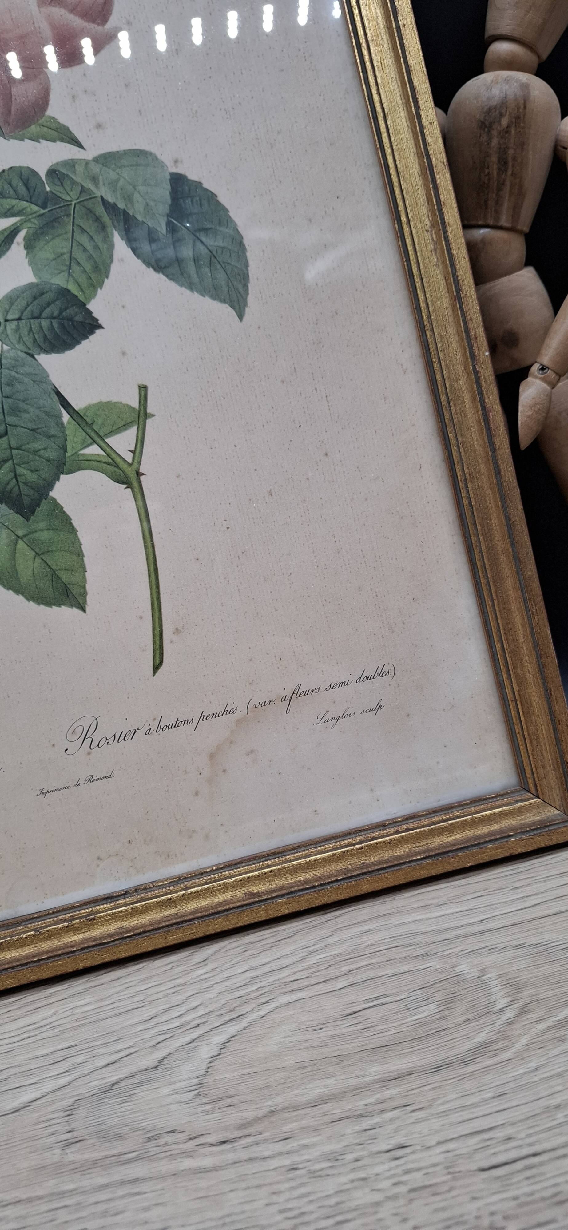 Botanical lithograph Rosebush with drooping buds PJ Redouté