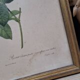 Botanical lithograph Rosebush with drooping buds PJ Redouté