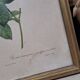Botanical lithograph Rosebush with drooping buds PJ Redouté