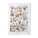 Poster about dangerous plants "hemlock", from a 1920 lithograph