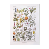 Poster about dangerous plants "hemlock", from a 1920 lithograph