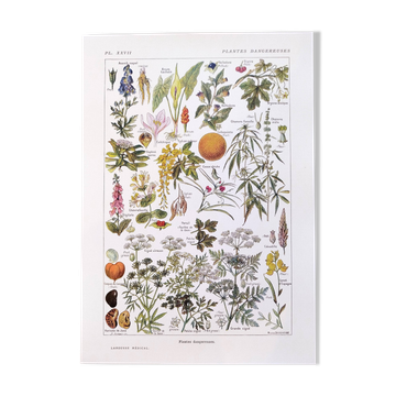 Affiche sur les plantes dangereuses "cigue", d'après une lithographie de 1920