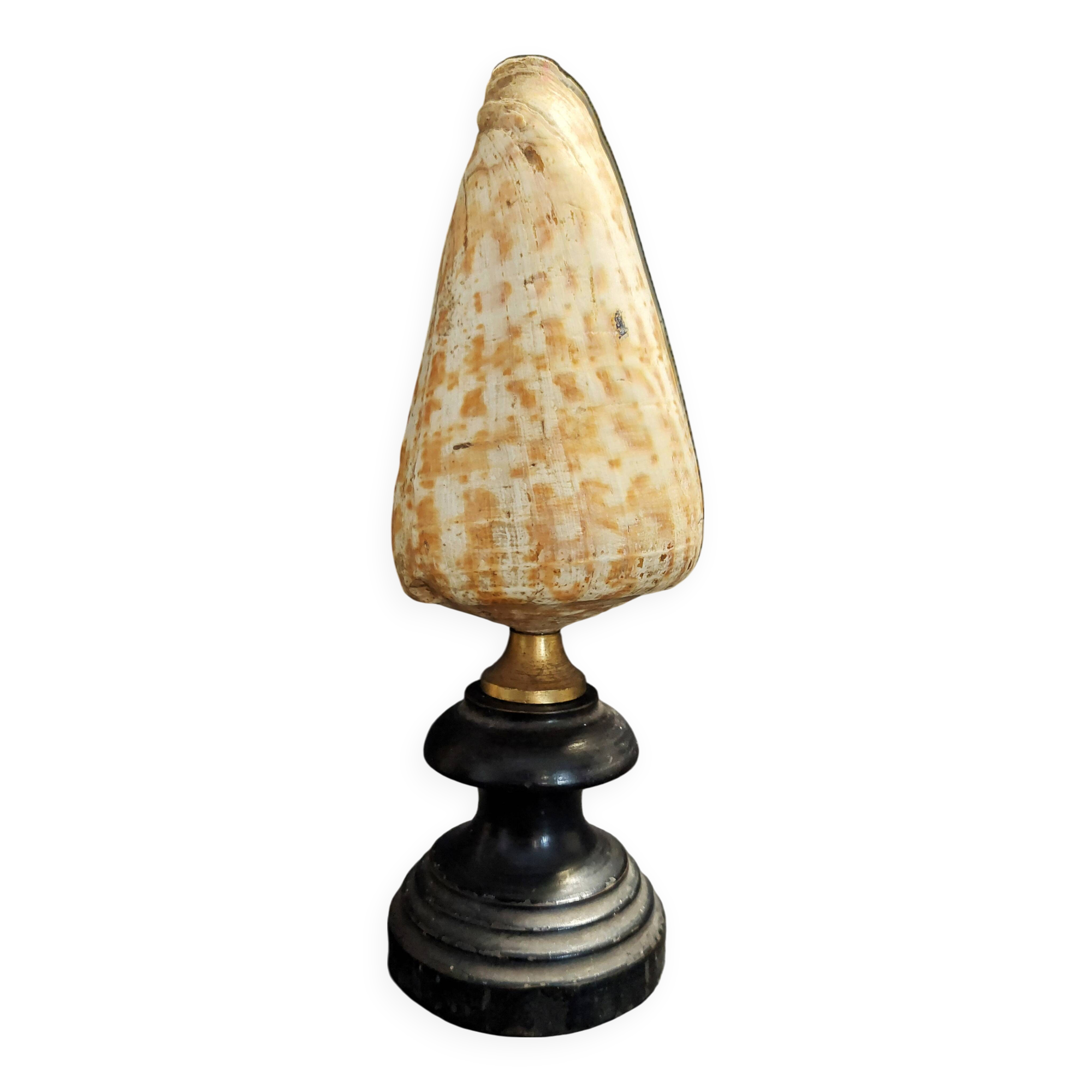 Cabinet of Curiosities Conus Pulcher Shell on Base