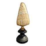 Cabinet de Curiosités coquillage conus pulcher sur socle