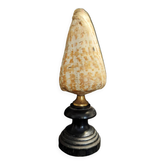 Cabinet de Curiosités coquillage conus pulcher sur socle