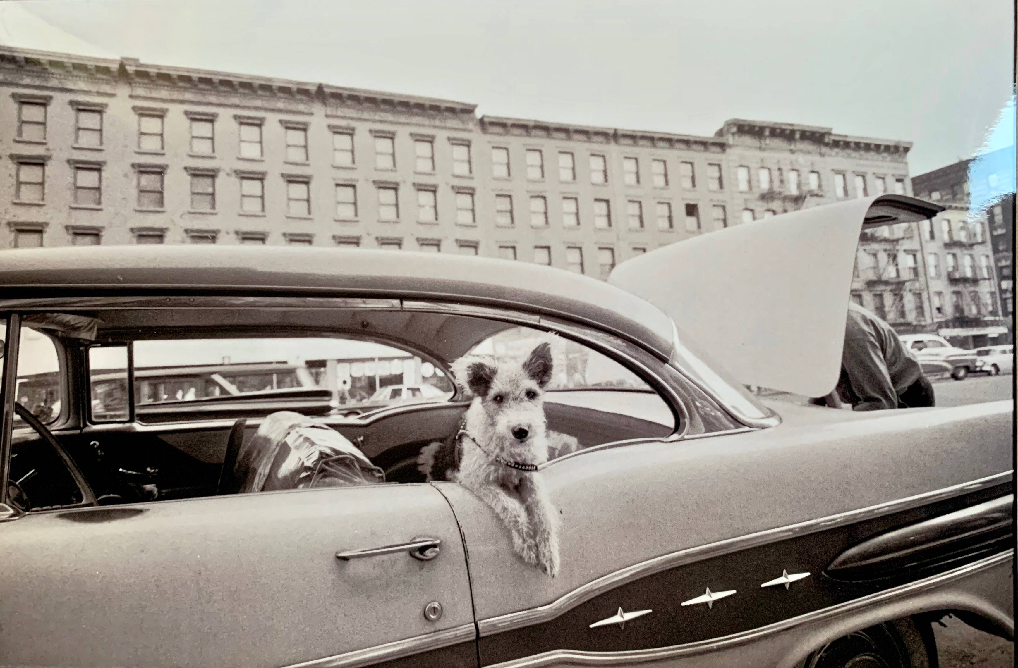 “Dog Leaning Out Car Window” – 1960, New York - Photo by Angelo Rizzuto