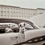 “Dog Leaning Out Car Window” – 1960, New York - Photo by Angelo Rizzuto
