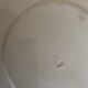 Set de 4 assiettes octogonales perles Creil & Montereau 19e