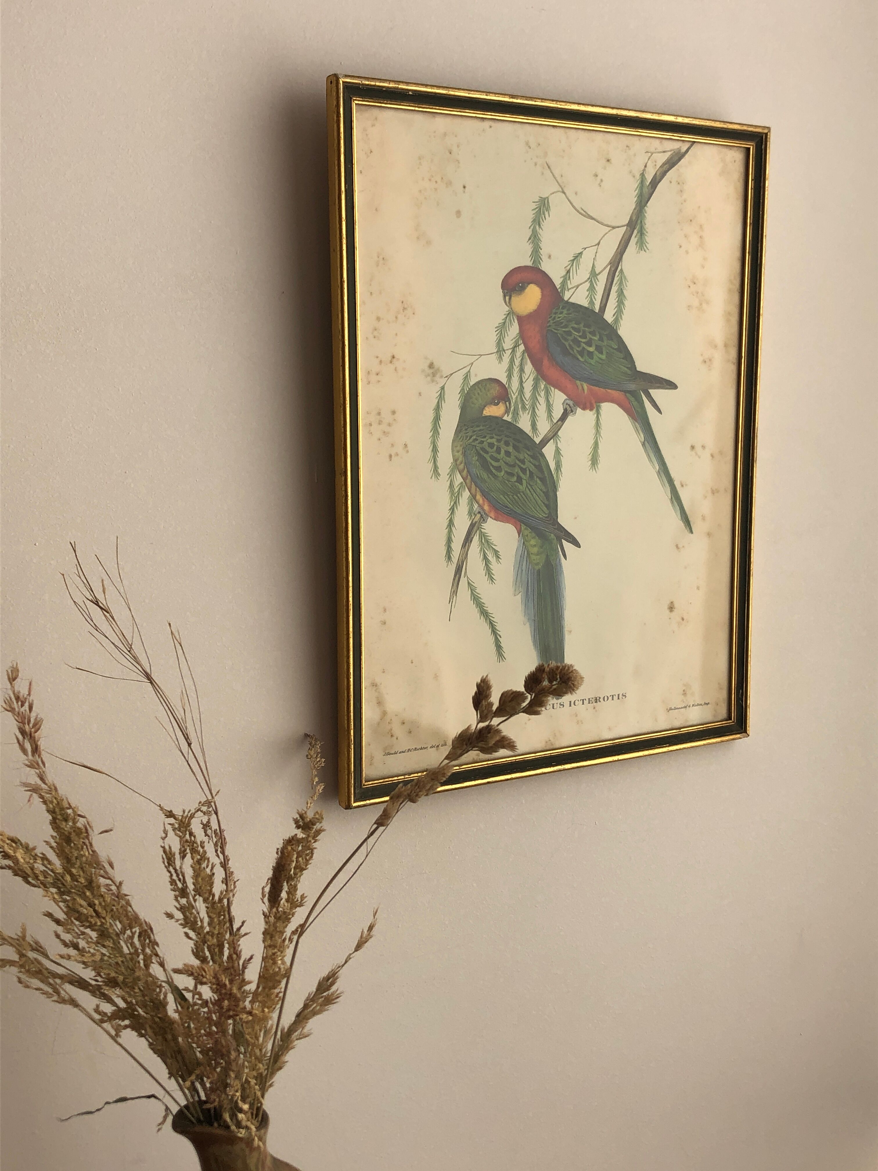 « Platycercus Icterotis » ornithological board  - J&L Gould